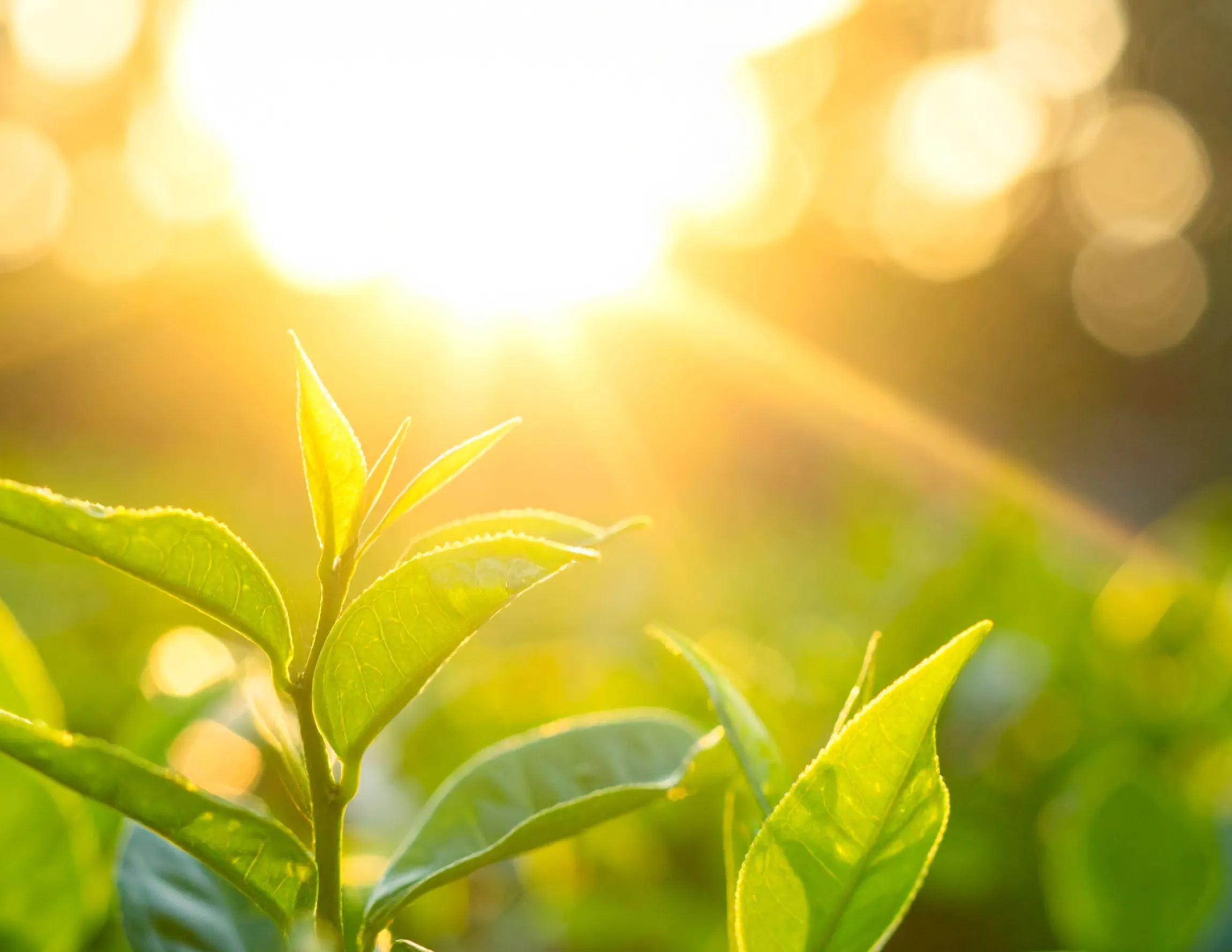Zonnestraal bij groene planten